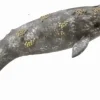 Collecta Grijze Walvis 88836