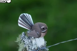 Eugy 3D Bouwpakket Fantail