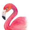 Fritsy Postkaart Flamingo