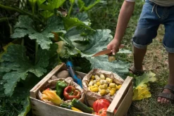 Grapat Mandala Tulip Hout 36-delig 22-240