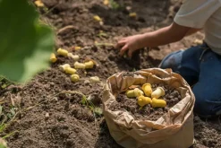 Grapat Mandala Tulip Hout 36-delig 22-240