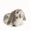Living Nature Knuffel Konijn Nederlandse Hangoor Dwerg Grijs