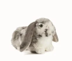 Living Nature Knuffel Konijn Nederlandse Hangoor Dwerg Grijs