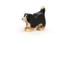Trauffer Berner Sennenhond Spelend Puppy